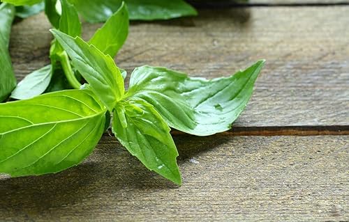 Miniatura 3 de Gaea's Blessing Semillas – Semillas de albahaca de limón – con instrucciones fáciles de seguir – No OGM de polinización abierta de alto rendimiento