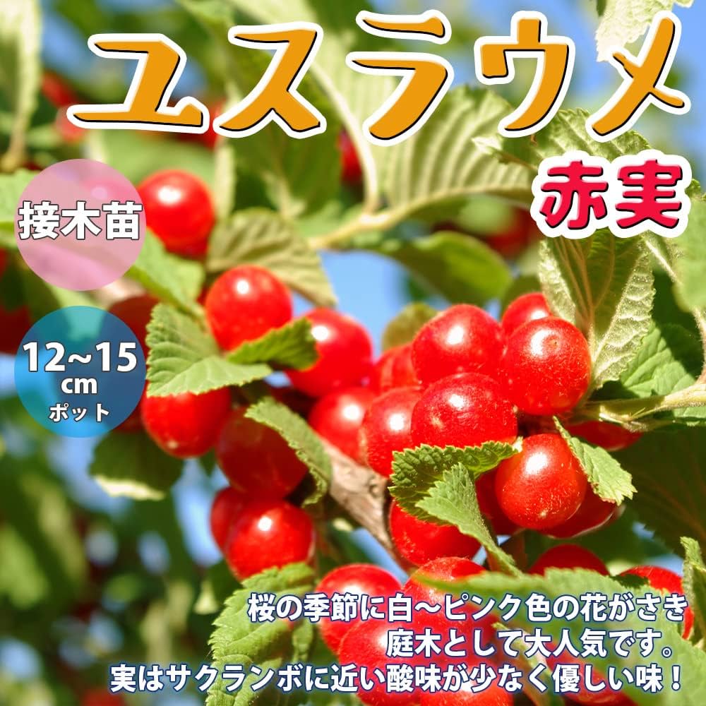 Amazon.co.jp: ユスラウメの苗木 赤実【品種で選べる果樹苗木 2年生 Amazon.co.jp: ユスラウメの苗木 赤実【品種で選べる果樹苗木 2年生