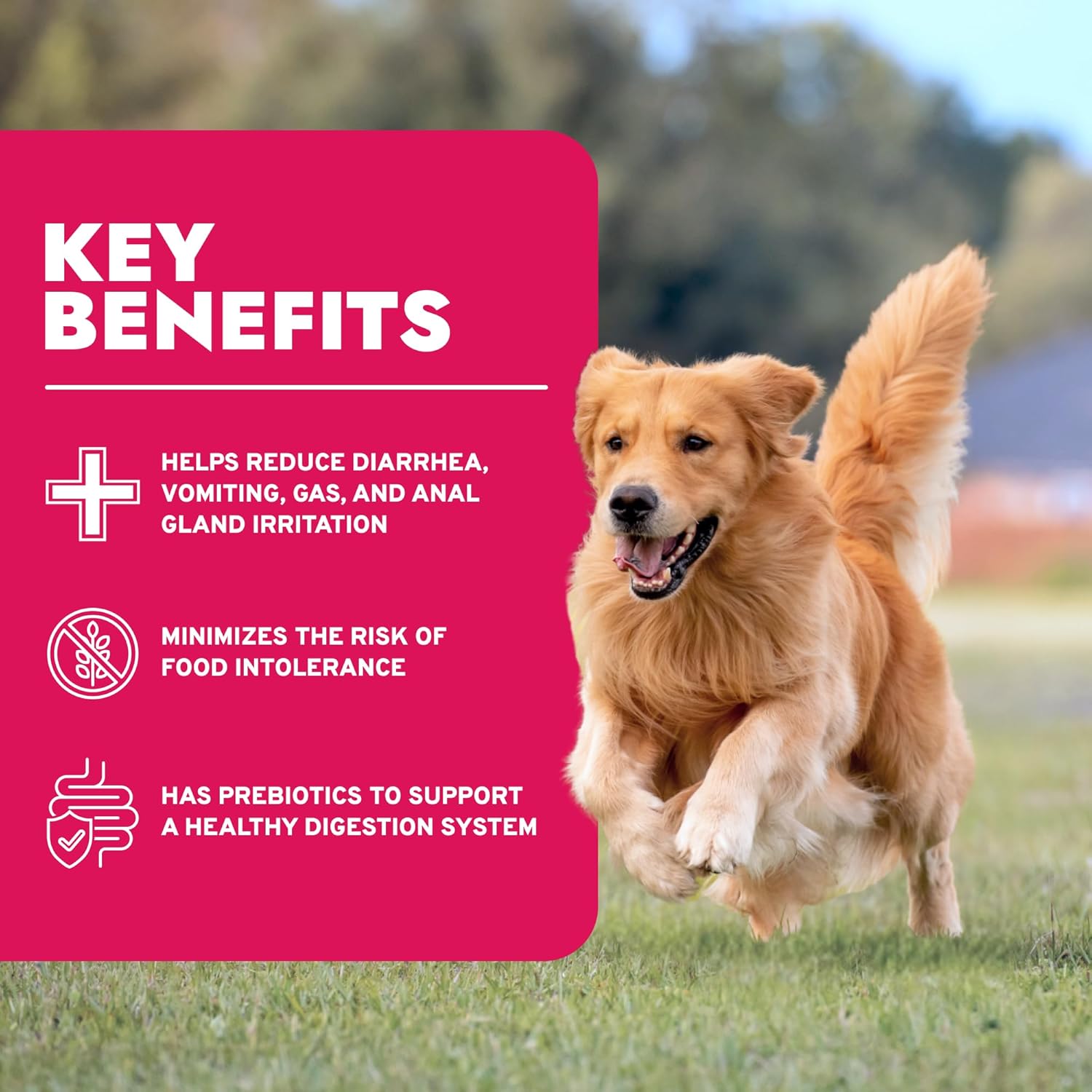 Forza10 – DailyPro Dry Dog Food for Medium Adult Dogs, Vet Formulated Dog Food for Digestive Support & Food Tolerance, Anchovy Recipe, Non-GMO, Made in Italy (22 lb)