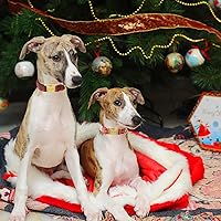 Vista 199 de Unique Style Paws - Collar rosa con hebilla de metal, duradero y lindo para perros pequeños a grandes