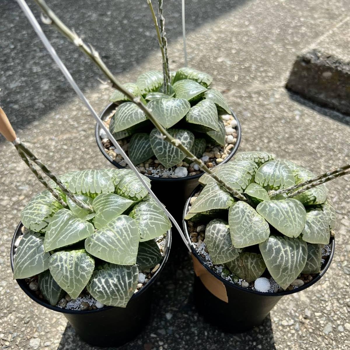 Amazon.co.jp: 令和5年採る 多肉植物 ハオルチア 裏般若 種子30