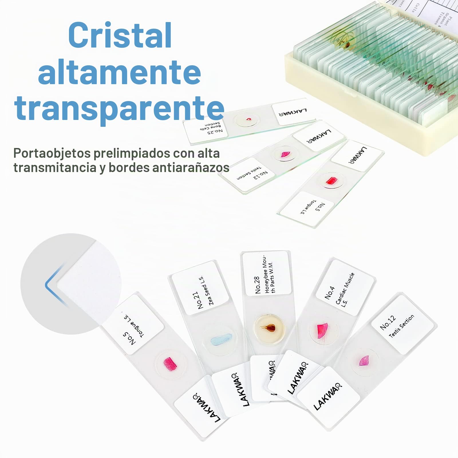 30 Muestras Microscopio Preparadas para Niños, Portaobjetos Preparados Microscopio, Especímenes de Plantas Animales Humana Cellular Bacterias, Biología Educación
