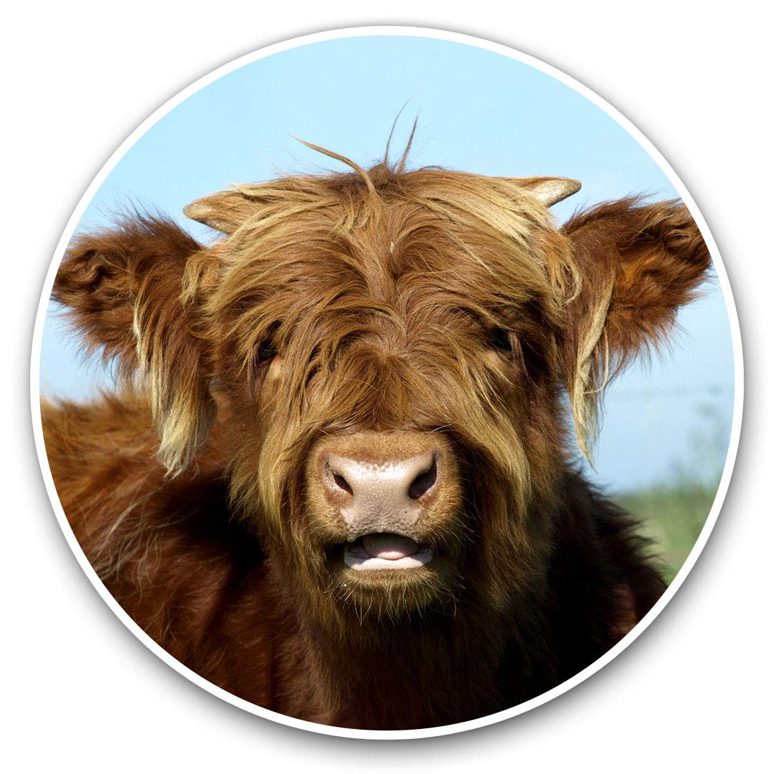Destination Vinyl Ltd Ginger Highland Cow Scotland 8234 Vinyl Stickers (Set Of 2) 20Cm - Ginger Highland Cow Scotland #8234