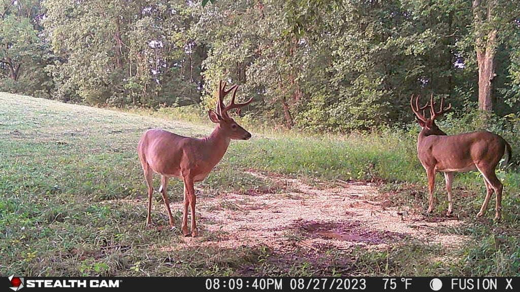 Stealth CAM Fusion X-Pro 2 Pack Dual Sim 36 MP Photo & 720P HD Video 0.4 Sec Trigger Speed Wireless Hunting Trail Camera - Available on AT&T & Verizon