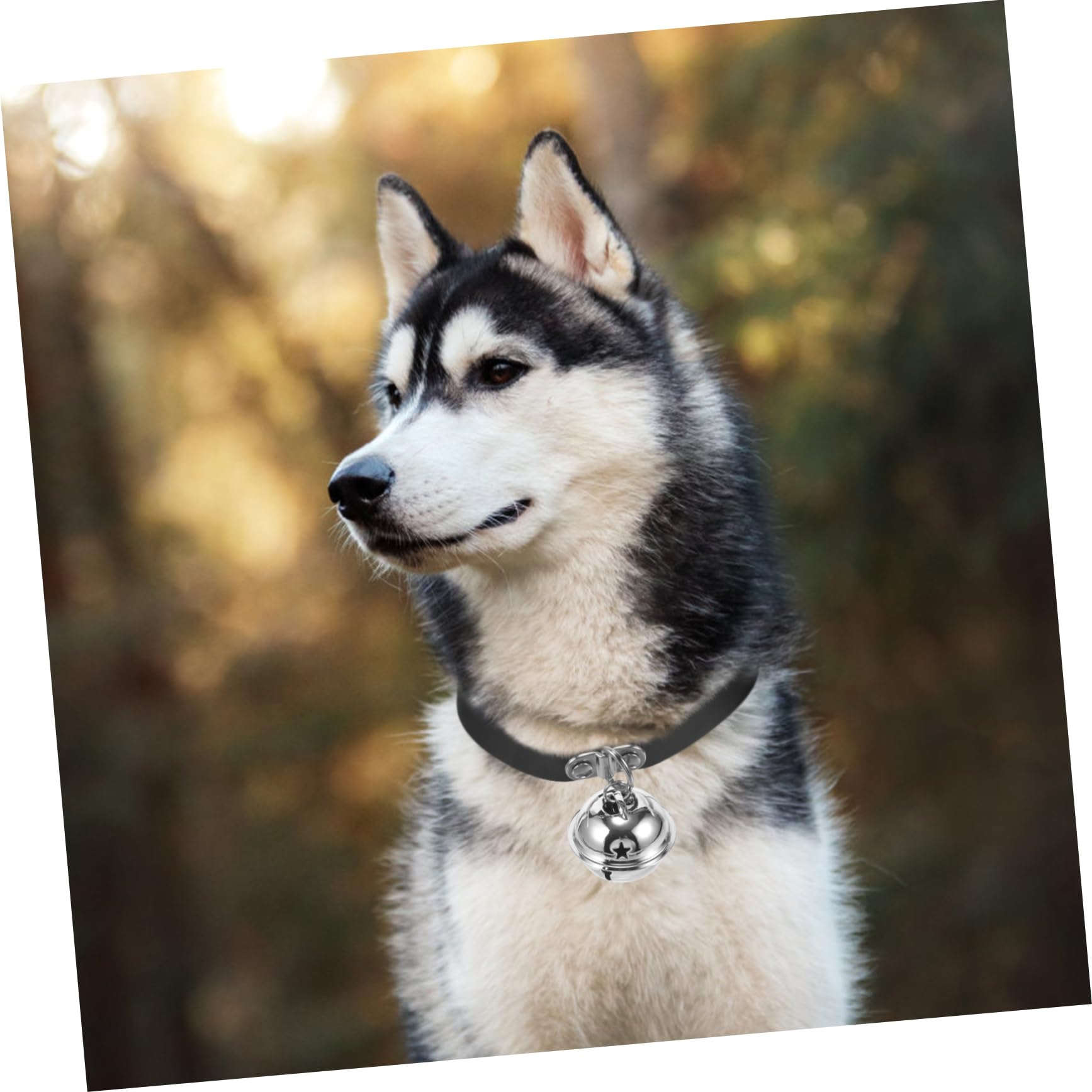 COLLBATH Adorable Collier pour Chiot avec Clochette en PU Robuste Et Réglable pour Un Usage Quotidien Et des Fêtes