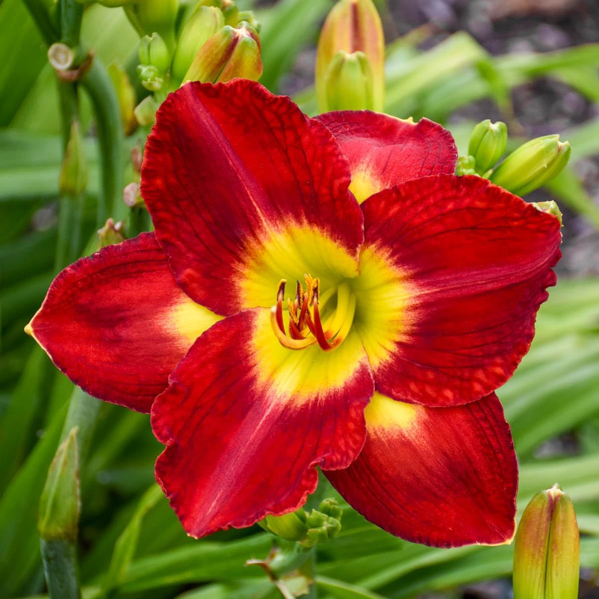 GARDENS ALIVE! - Passion for Red Flowering Reblooming Daylily Hemerocallis Dormant Bare Root Perennial Starter Plant Roots, 3 Plants per Offer