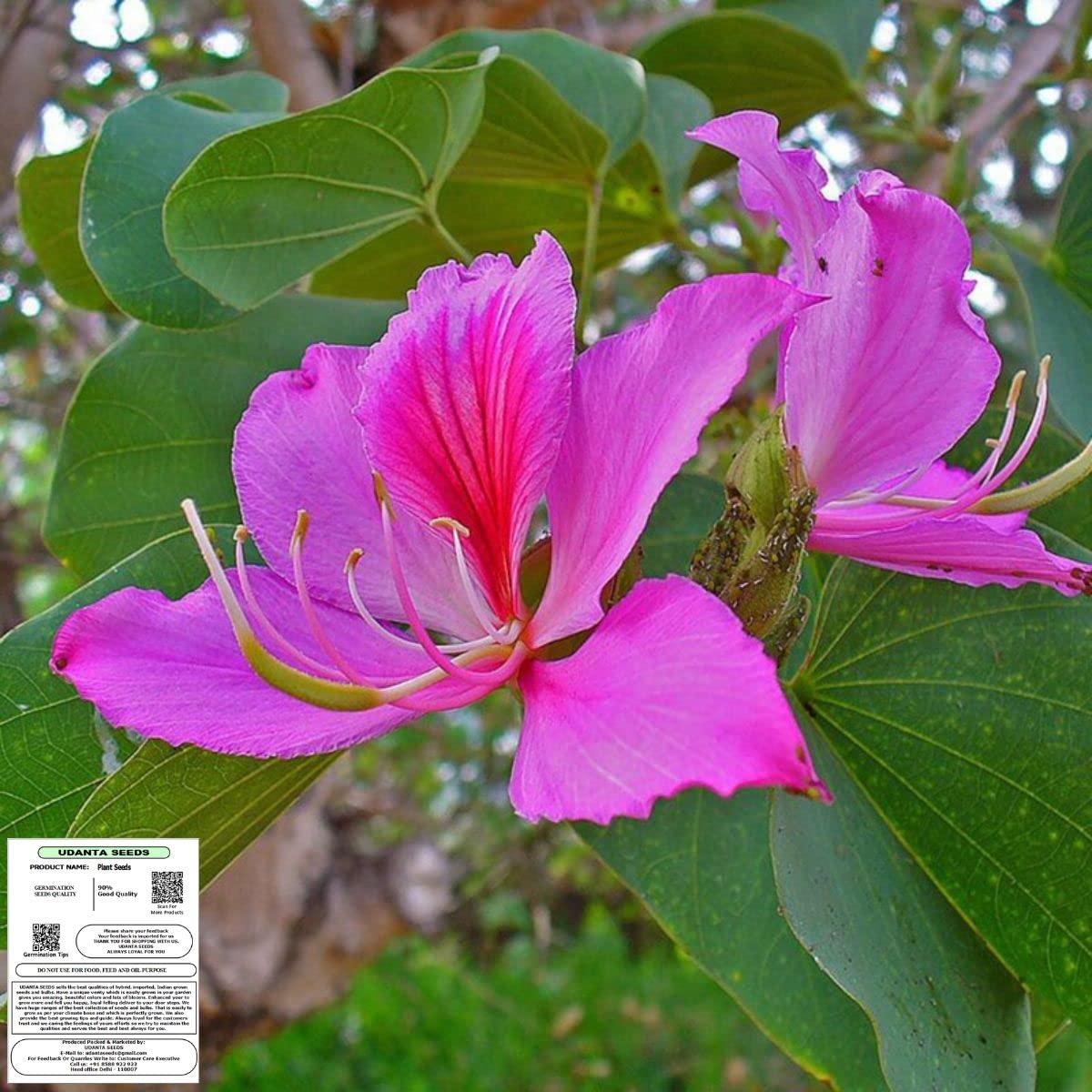 Udanta Seeds Bauhinia Purpurea Kachnar Purple Flower Plant Seeds