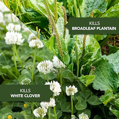 Miniatura 4 de BioAdvanced Herbicida para césped, concentrado, 32 onzas