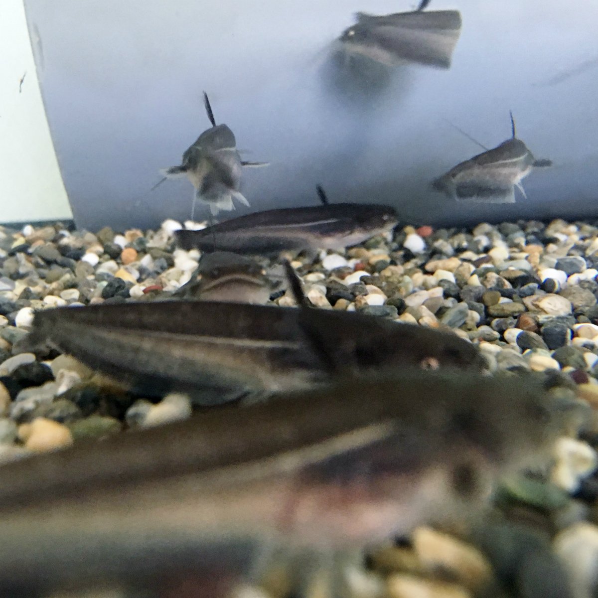 Amazon.co.jp: (Freshwater Fish) Catfish, 3.1 - 5.9 inches (8