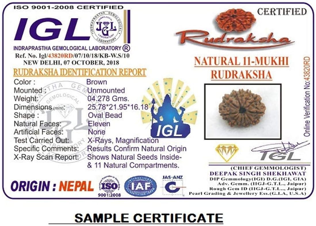 11 Mukhi Rudraksha / Eleven Face Rudraksha / Gyarah Mukhi Rudraksha Nepal IGL Certified, 22mm-24mm, Rudraksha, Rudraksha
