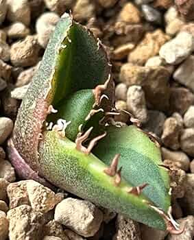 アガベ 小精靈覆輪 子株 アガベ小精靈覆輪錦