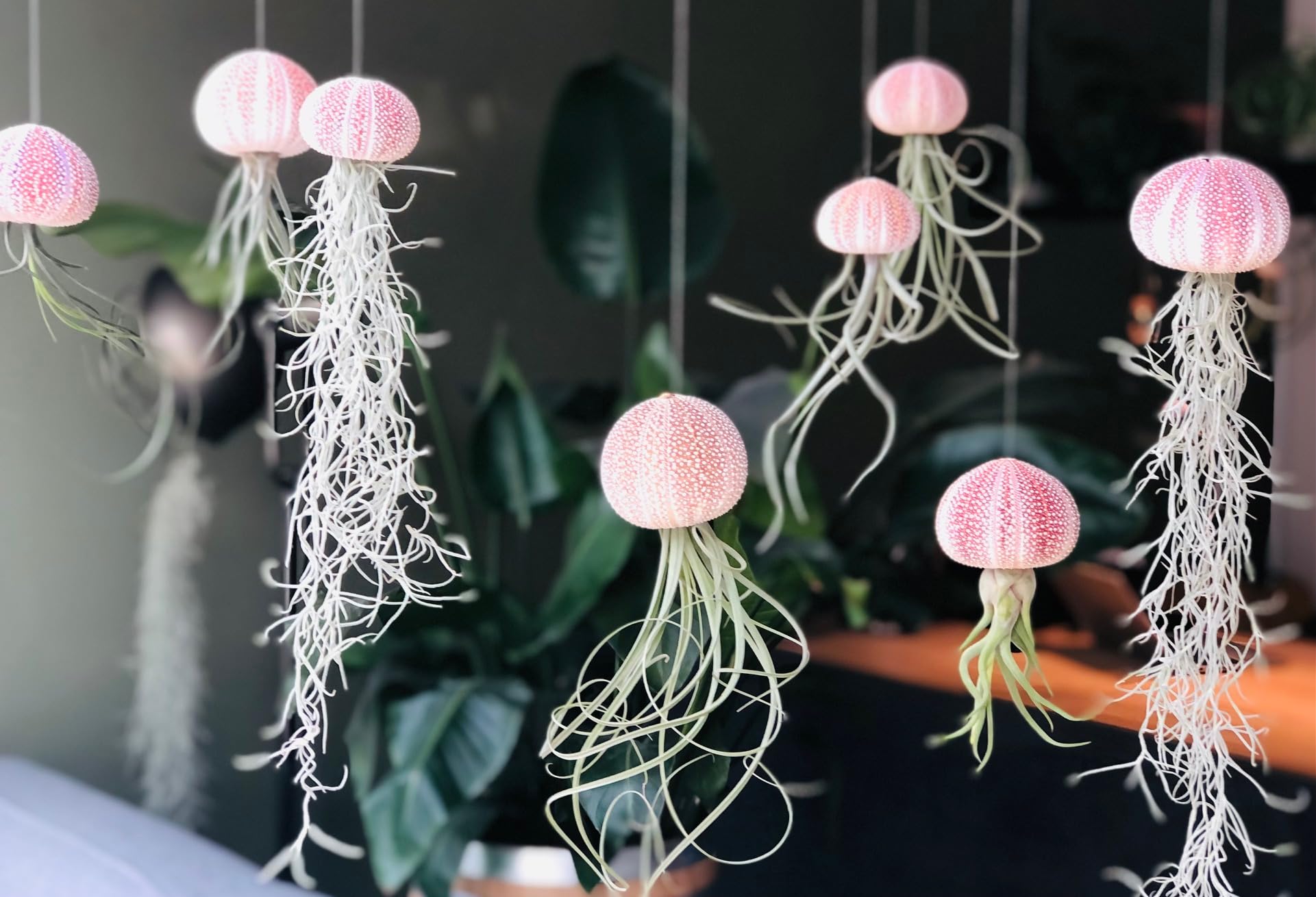 Luftpflanzen Set 3 Stück - Quallen Tillandsien Mit Alfonso Seeigeln