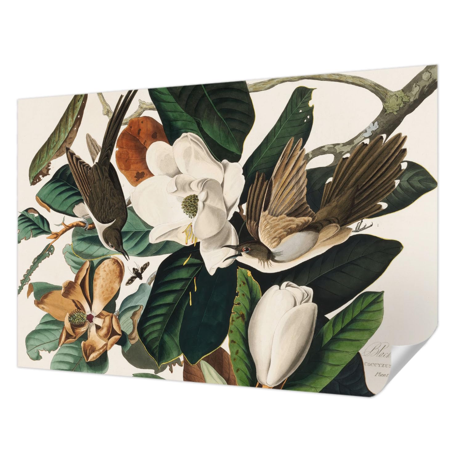 Papier peint oiseaux magnolias pour une ambiance de chambre à coucher apaisante Tulup