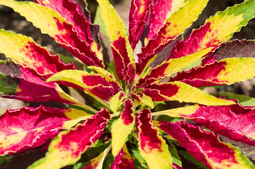 Grow Your Secret Garden Amaranthus Tricolor Illumination-