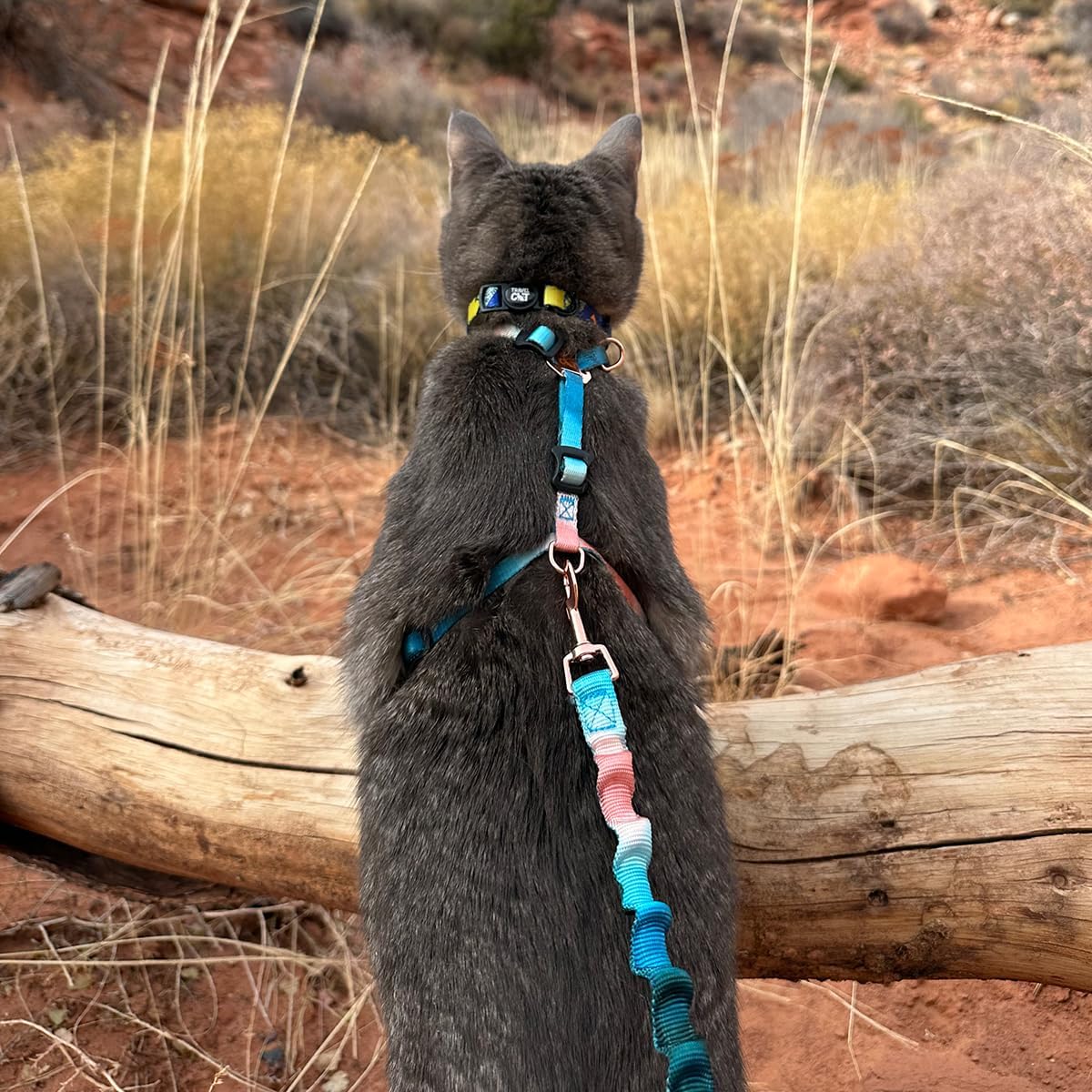 Travel Cat Harness and Bungee Leash Set - 2 in 1 Adjustable Escape Proof Cat Harness & Leash for Small, Medium, Large Cats, Kitten - H-Style for Outdoor Walking (Watercolors)