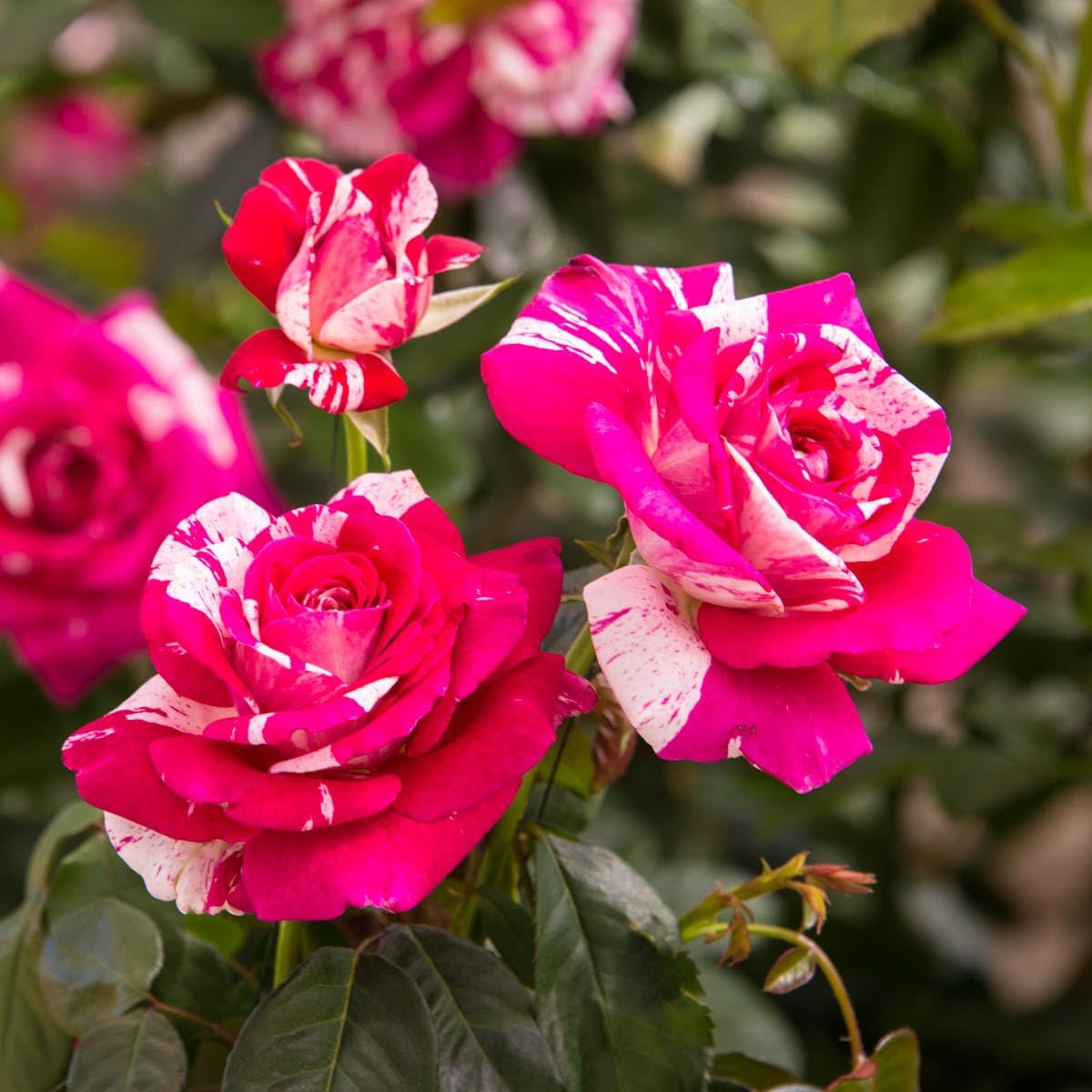 SPRING HILL NURSERIES - Neil Diamond Hybrid Tea Rose Dormant Bare Root Plant (1-Pack)