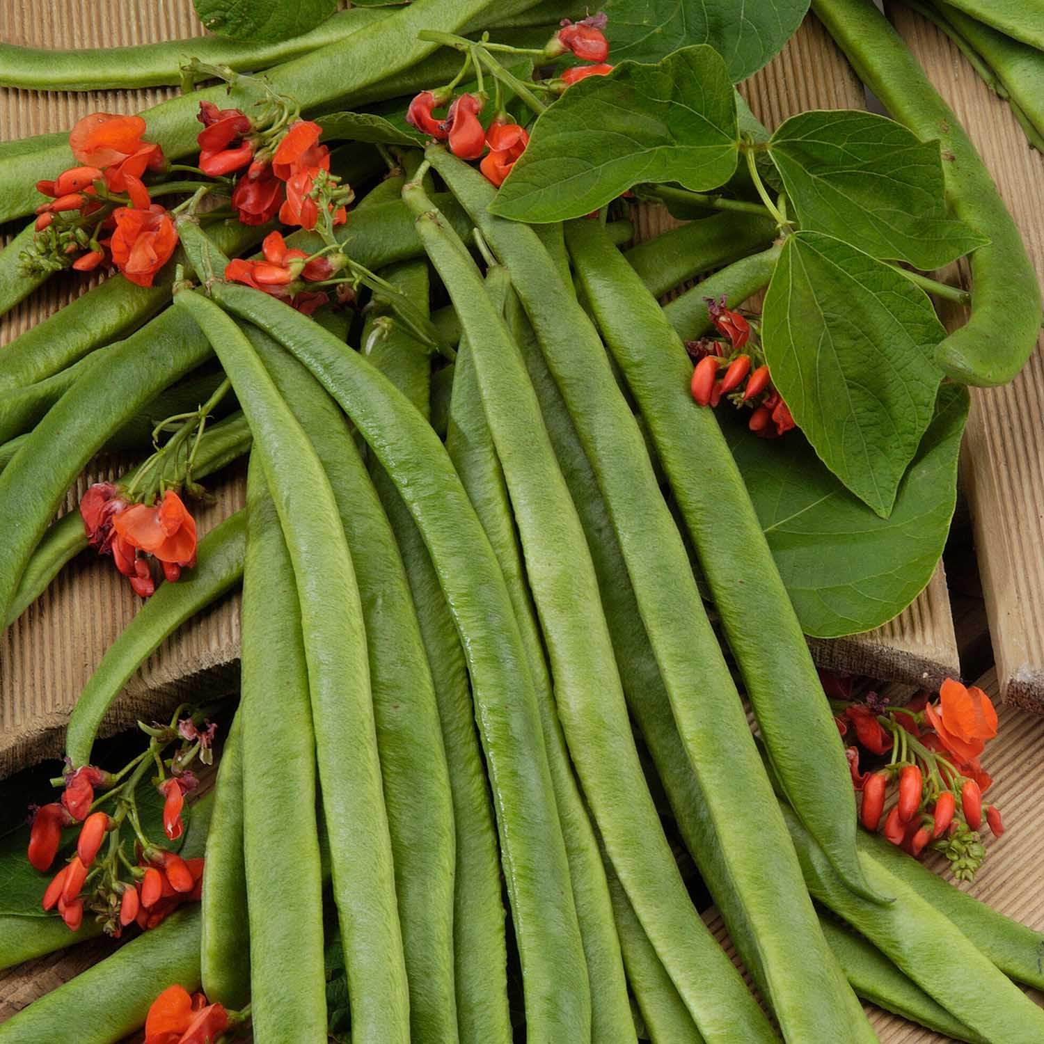 Marshalls Garden Runner Bean Seeds 'Guinness Record' 50 Seeds - Extra-Long Pods and Red Flowers