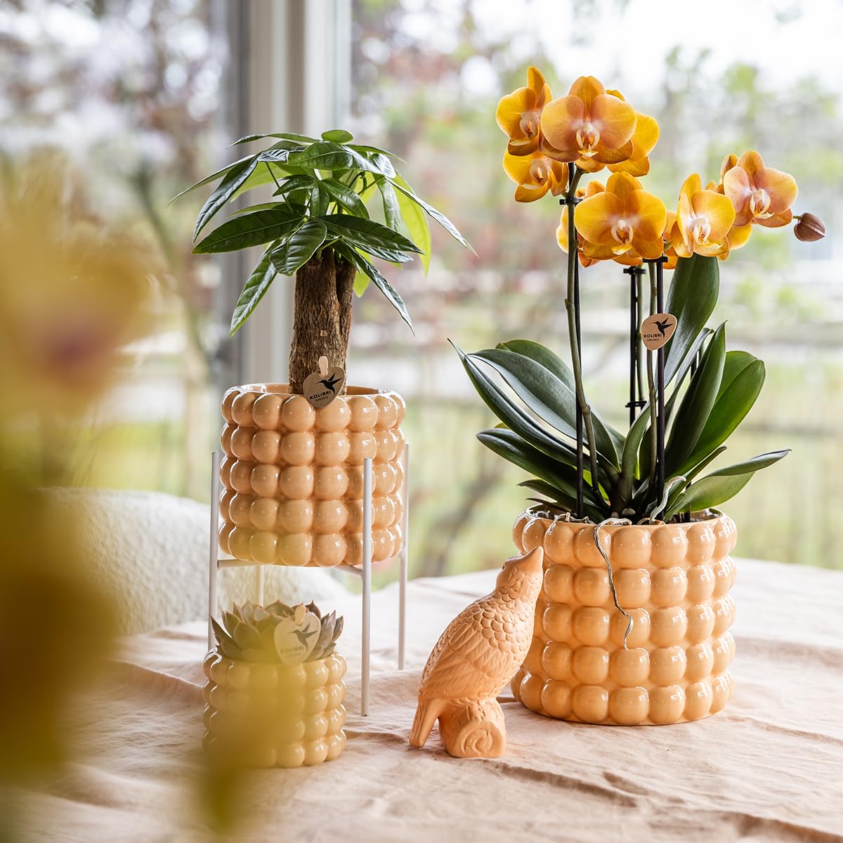 Orquídea en Cascada con Maceta, para Interior, Color Melocotón, Ø12 cm