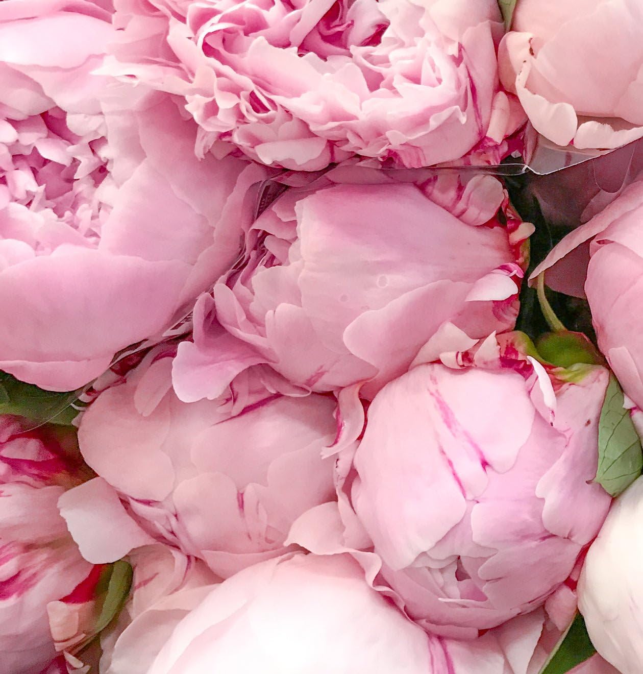 Blume Ideal Blumenstrauß | 25 Pfingstrosen | Ø 40–50 cm | Echte Pfingstrosen für Geburtstag & Deko | 7 Tage Frischegarantie | In verschiedenen Farben und Mengen