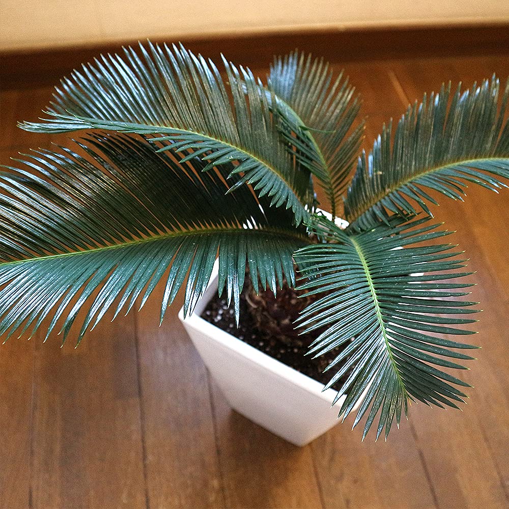 ソテツ 2.6m 園芸ネット本店｜ソテツ：金環ソテツ 6号鉢植え の通販