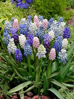 MUSCARI Mixed Colours 7/8cm Bulbs x25 - Beautiful Spring Flowers Size 7/8,Ready for Planting Now,Grow Beautiful Flowers in Your Garden.Spring Flowering.
