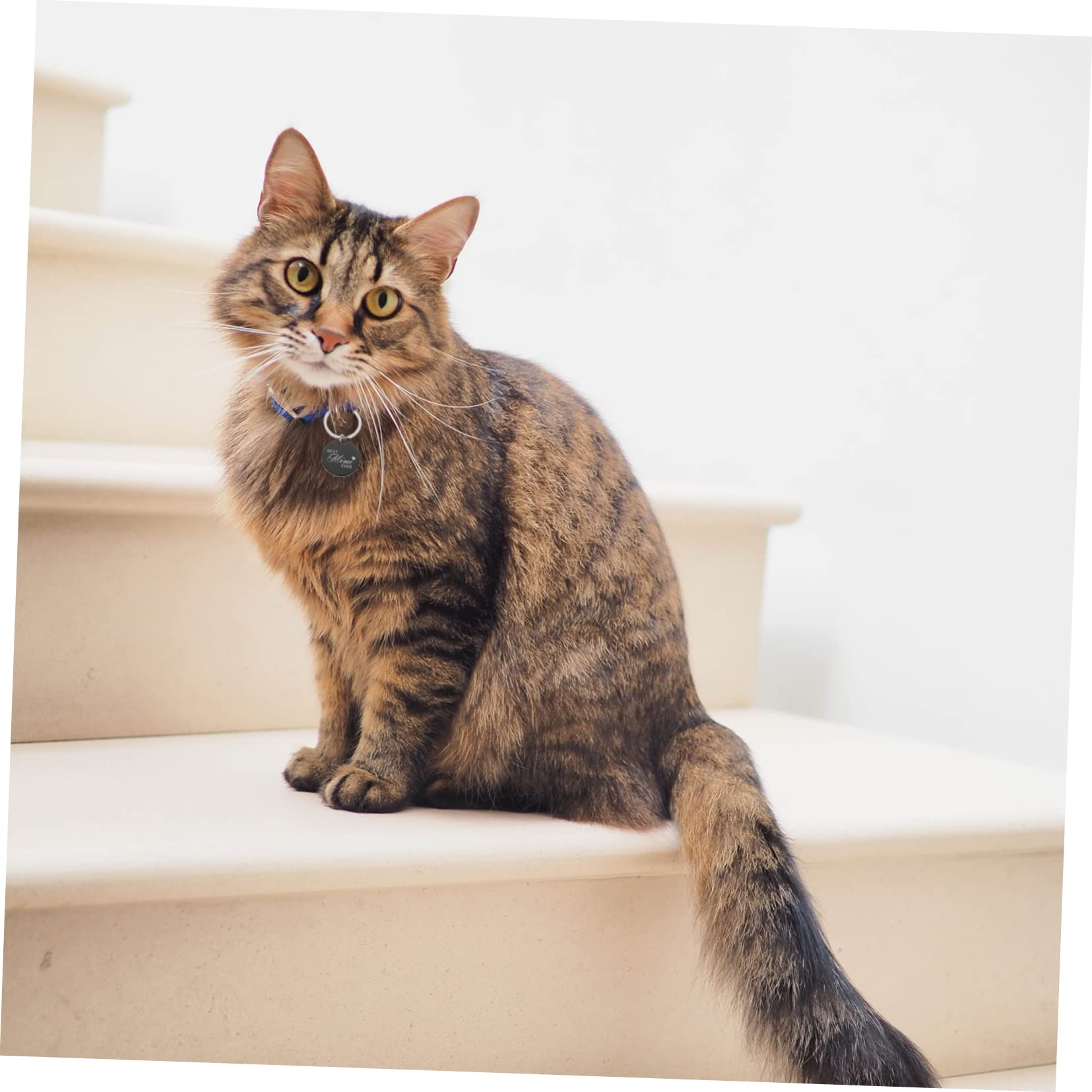 BESPORTBLE 20pièces Médaillons Ronds Acier Inoxydable pour Animaux Étiquettes Identification Personnalisées pour Chats Et Chiens Pendentifs Légers Et Élégants