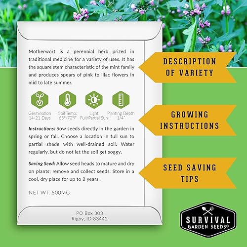 Miniatura 2 de Semilla Motherwort para plantar  2 paquetes con instrucciones para plantar y cultivar hierbas medicinales de cola de león en el jardín de hierbas de