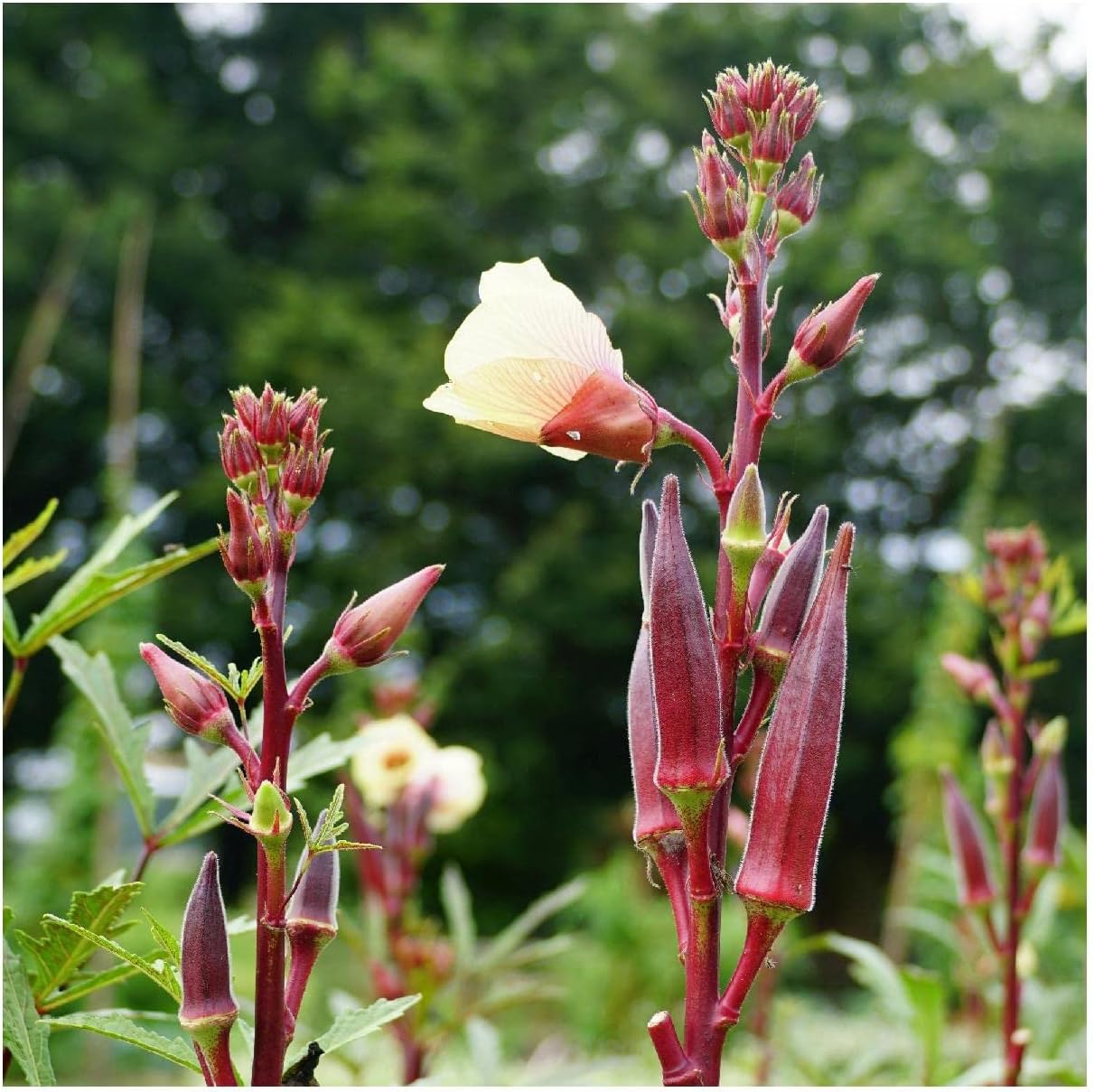 Everwilde Farms - 1 Lb Organic Red Burgundy Okra Seeds - Gold Vault Packet