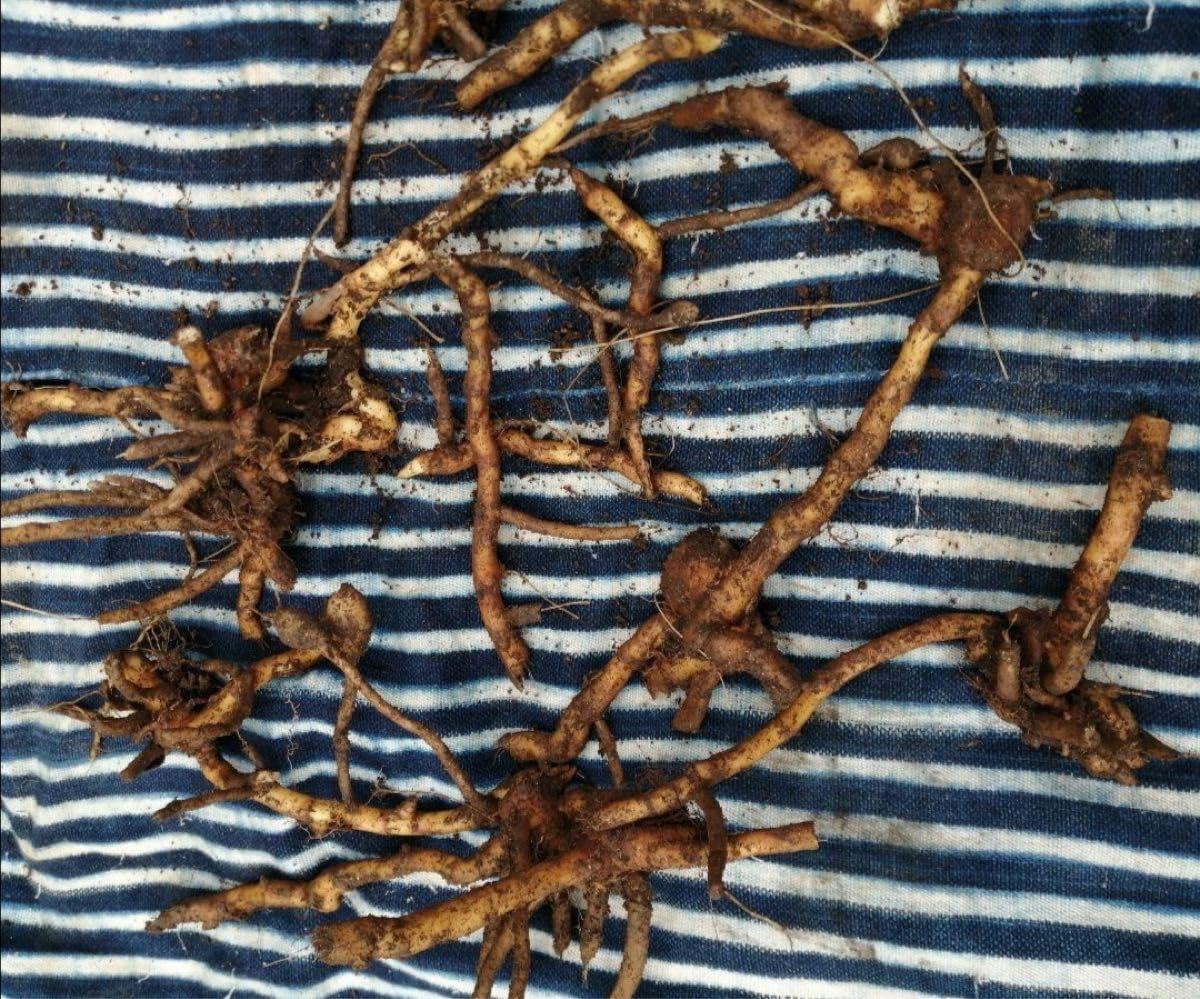 Amazon.co.jp: 自然農 茗荷の抜き苗 ミョウガ みょうが 茗荷 : DIY