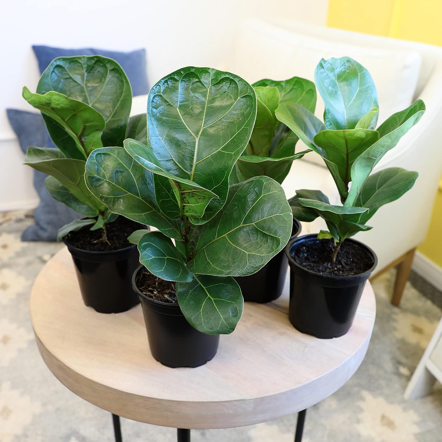 Fiddle Leaf Fig Tree (4 Pack), Ficus Lyrata Plant Pack, Ficus Tree Live Plant Delivery, Popular Plant Decor, Indoor Plants Live Houseplants, Real Plants, Live Plants Indoor Plant by Plants for Pets