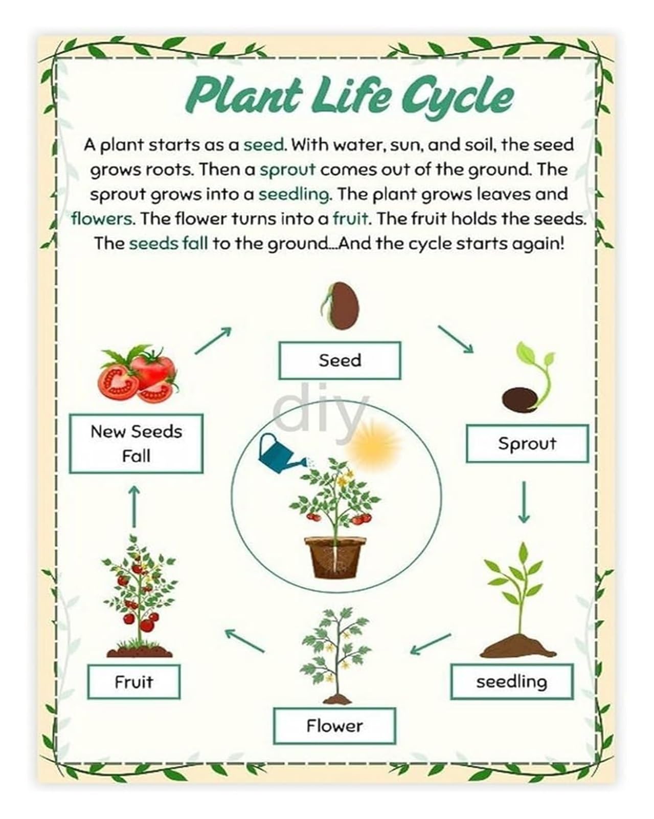 QMKADFQXF Science Learning Poster Plant Life Cycle Educational Biology Chart for Classroom Homeschool Room Decor(Unframed,12x18inch(30x45cm))