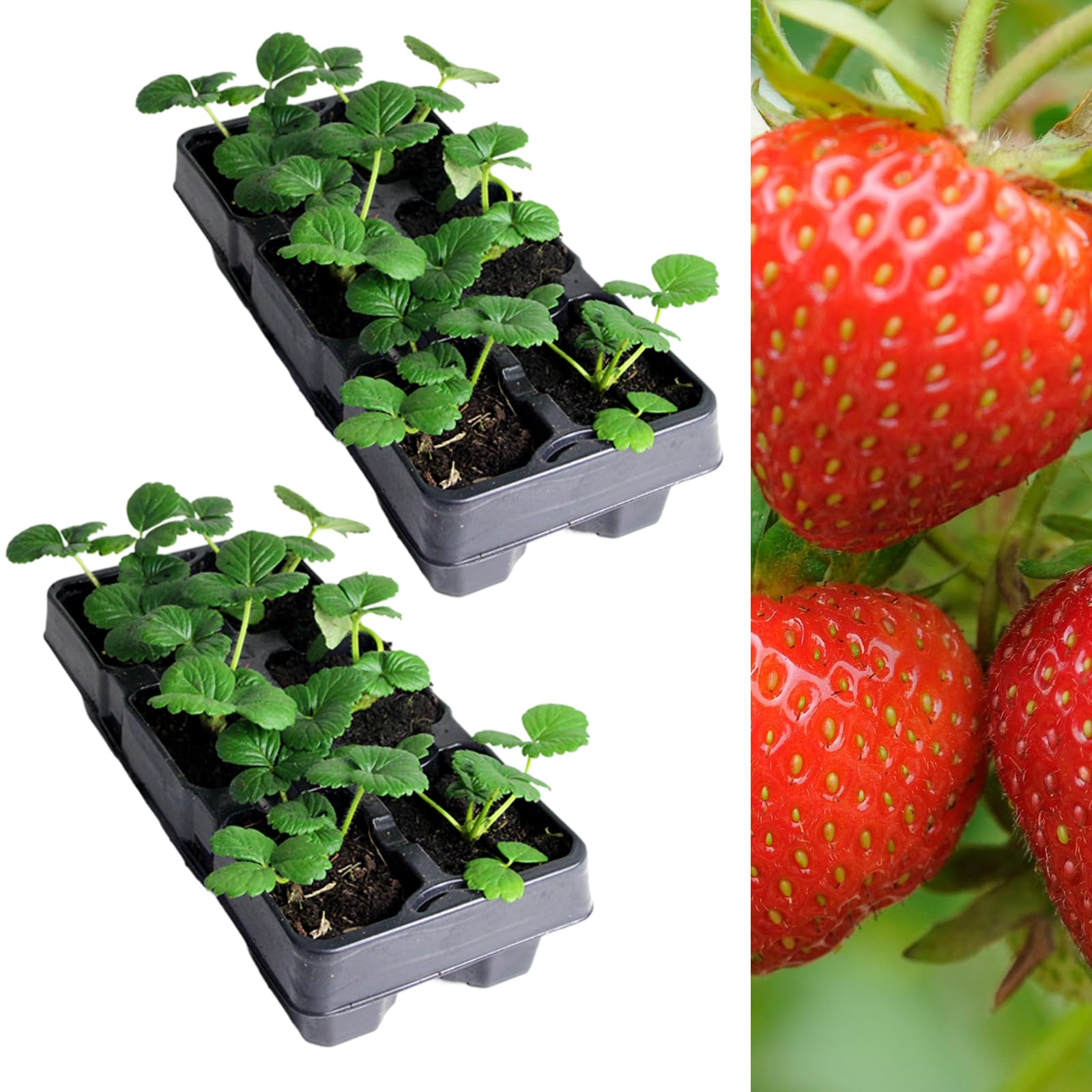 Carbeth Plants Strawberry Rowena Fruit Plant 2 x 6 Pack - Hardy Perennial Easy Grow Fragaria Bushes - Tasty Sweet High Yielding Outdoor Garden Fruiting Plants for Beds, Borders or Pots
