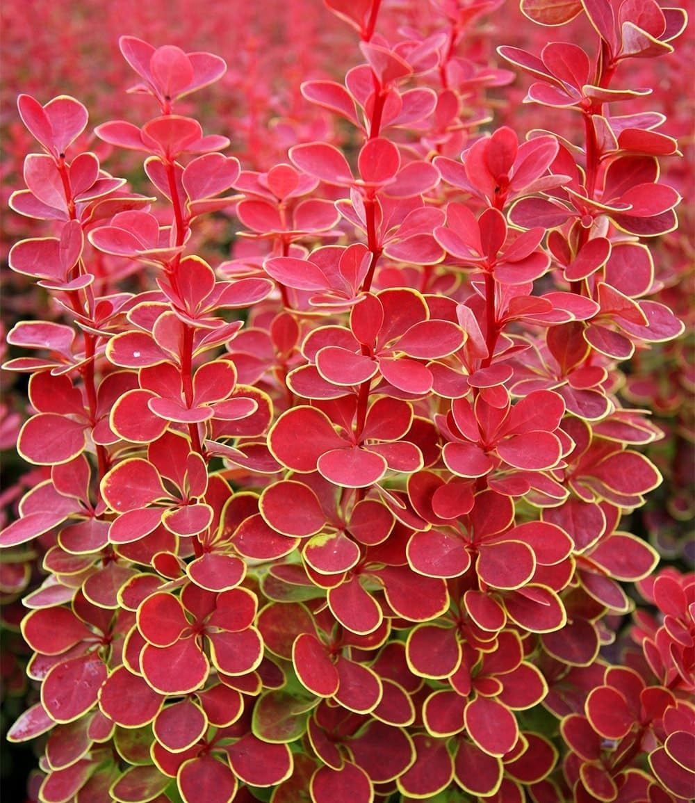 BALDUR Garten 1x Berberitze Orange Sunrise, Pflanze im 9x9 cm-Topf, bienen- & schmetterlingsfreundlich, dekorative Pflanze, winterhart, pflegeleicht, blühend, Berberis thunbergii