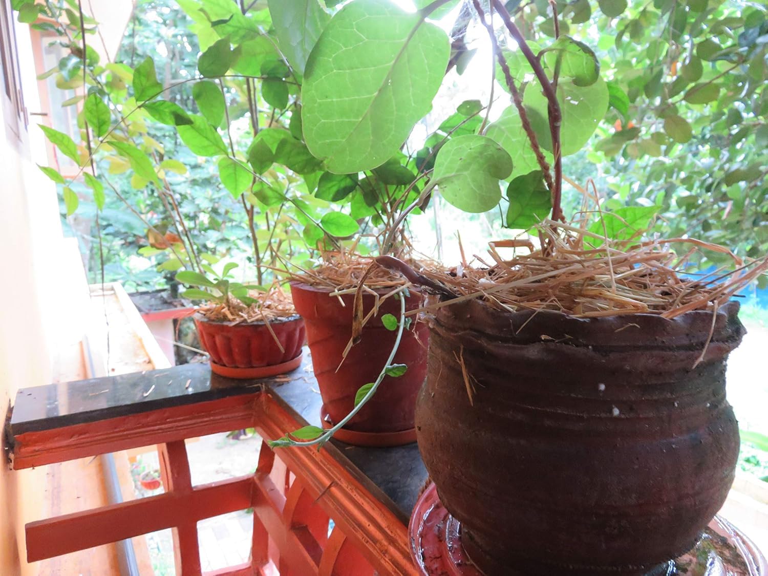 Natural Dried Hay & Rice Straw - Arts, Crafts & Gardening -5