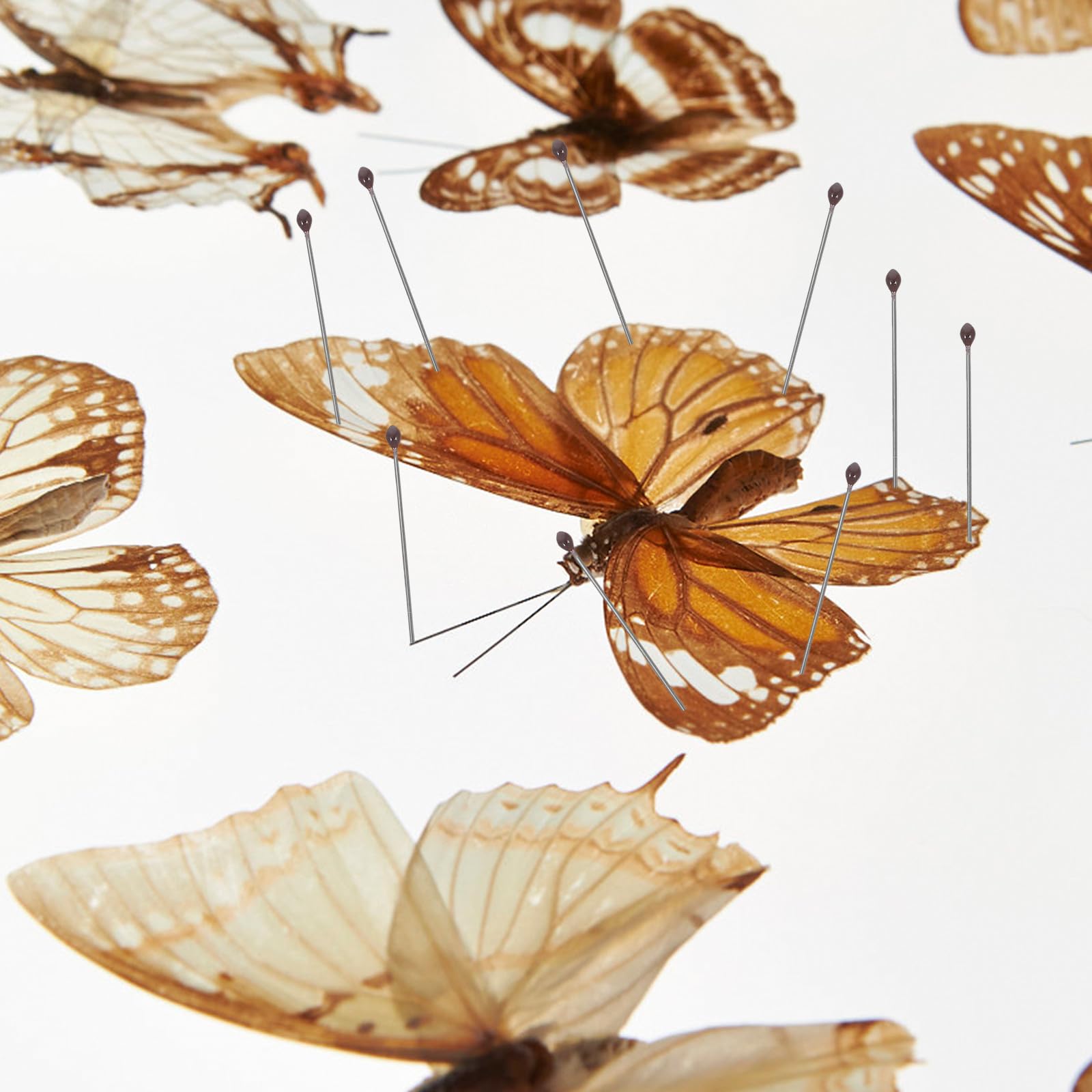Juego de Alfileres de Fijación para Especímenes de Insectos de Acero Inoxidable Tamaño Nº 2 100 Unidades por Tubo Herramienta para Montaje y Exhibición en Entomología