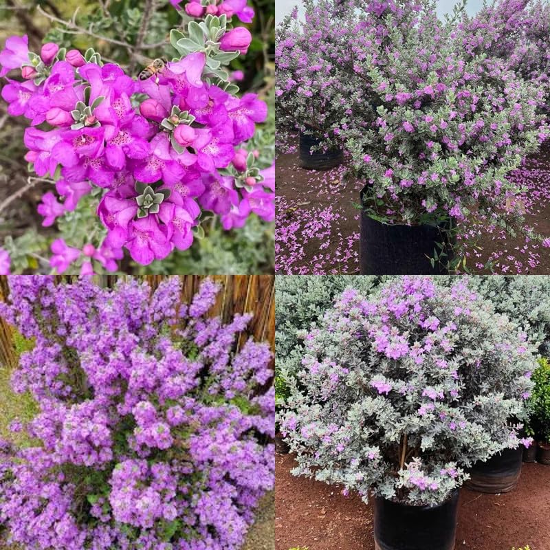 Organic Texas Sage Plant Live in Black Plastic Pot Leucophyllum Frutescens Vibrant Silver Foliage Indoor Outdoor Home Garden Wellness Greenery-image-9