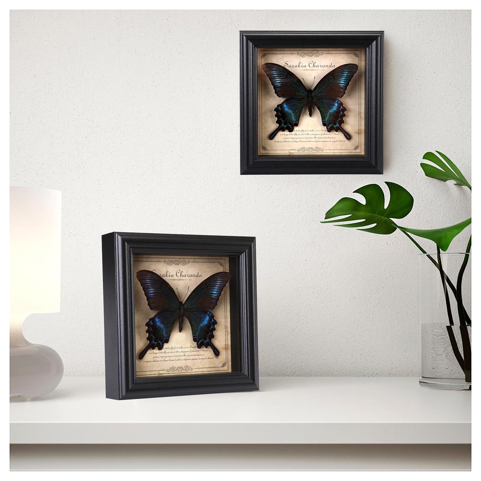 Papilio Maackii Ramka na zdjęcia Motyl