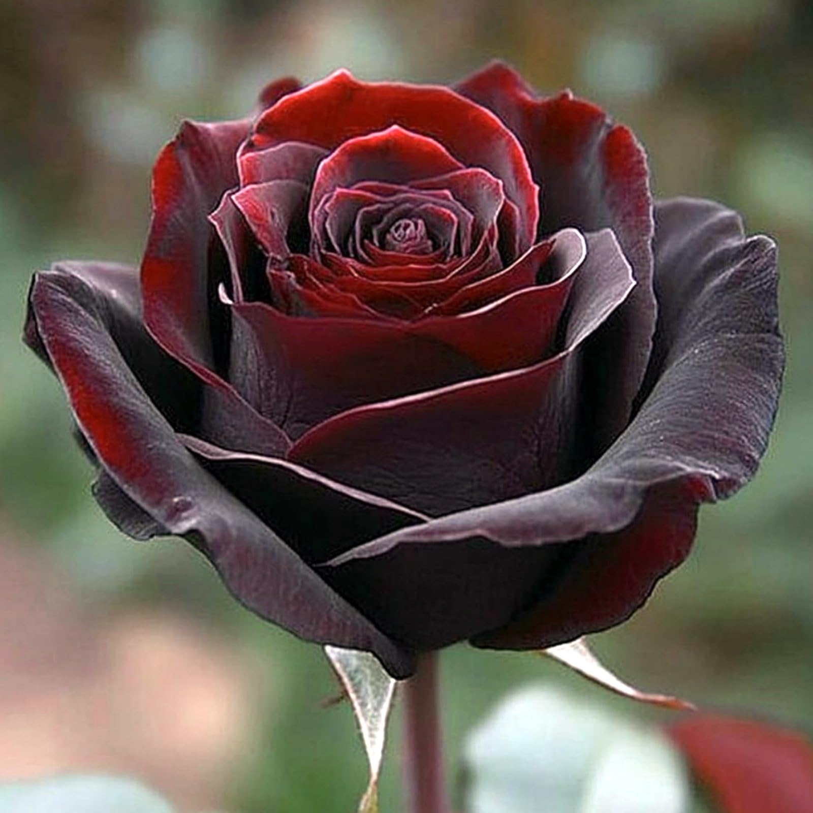 Surprise Rose Rhizome, Hardy Perennial, Garden Decoration, No Watering Required, Professional Planting, Suitable for Spring and Autumn-3 Rhizome-J