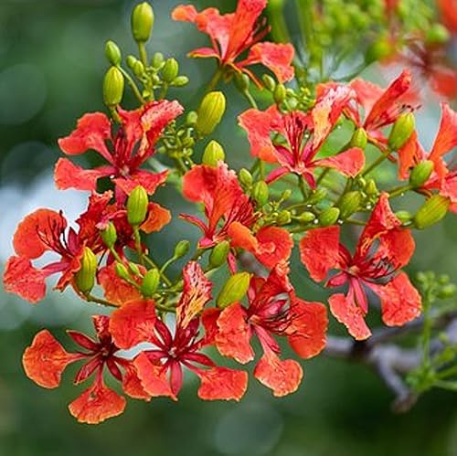 Miniatura 2 de CHUXAY GARDEN Royal Poinciana Tree Seed 50 Semillas Llamativa Planta de Paisajismo Atractivo Atractivo Árbol de Floración Tropical de hoja perenne