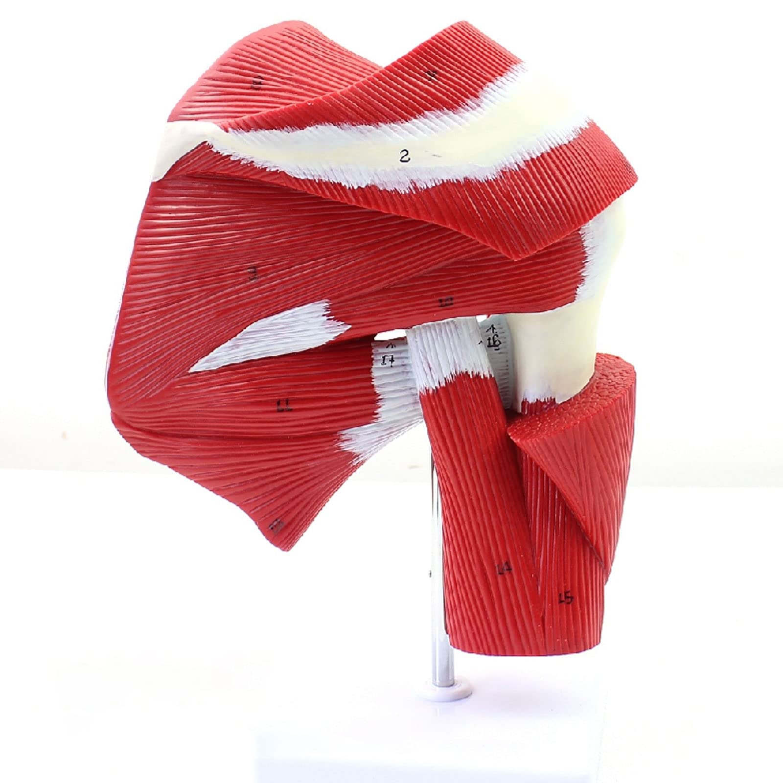 Model anatomiczny kończyny górnej człowieka z mięśniem Model stawu kończyny górnej Model anatomii szkieletu człowieka Materiały dydaktyczne medyczne