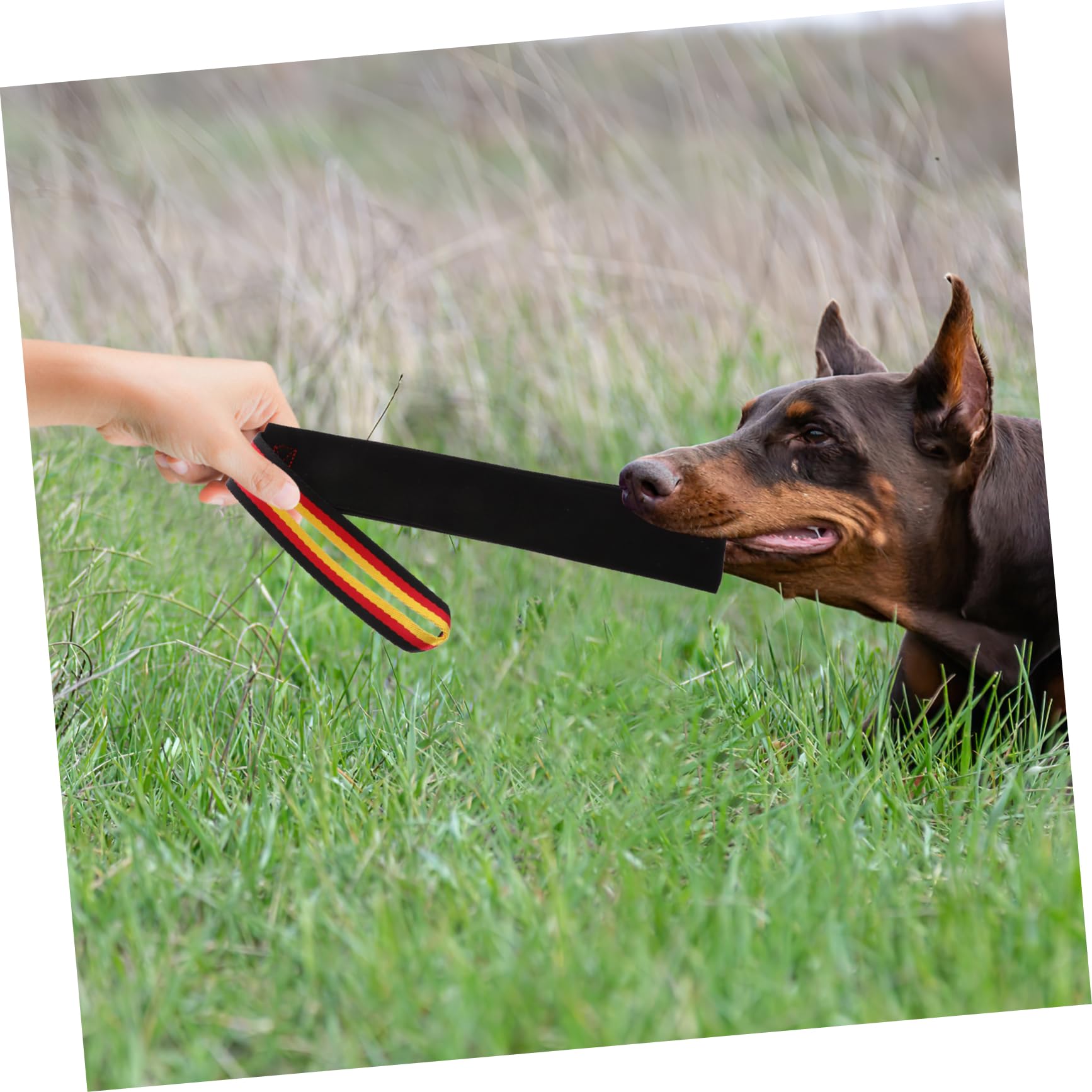 WOONEKY 2stücke Hundespielzeug Aus Leder Für Welpen Molar Kauspielzeug Für Drinnen Draußen Interaktives Trainingswerkzeug Für Haustiere Langlebig Sicher Fördert Emotionale