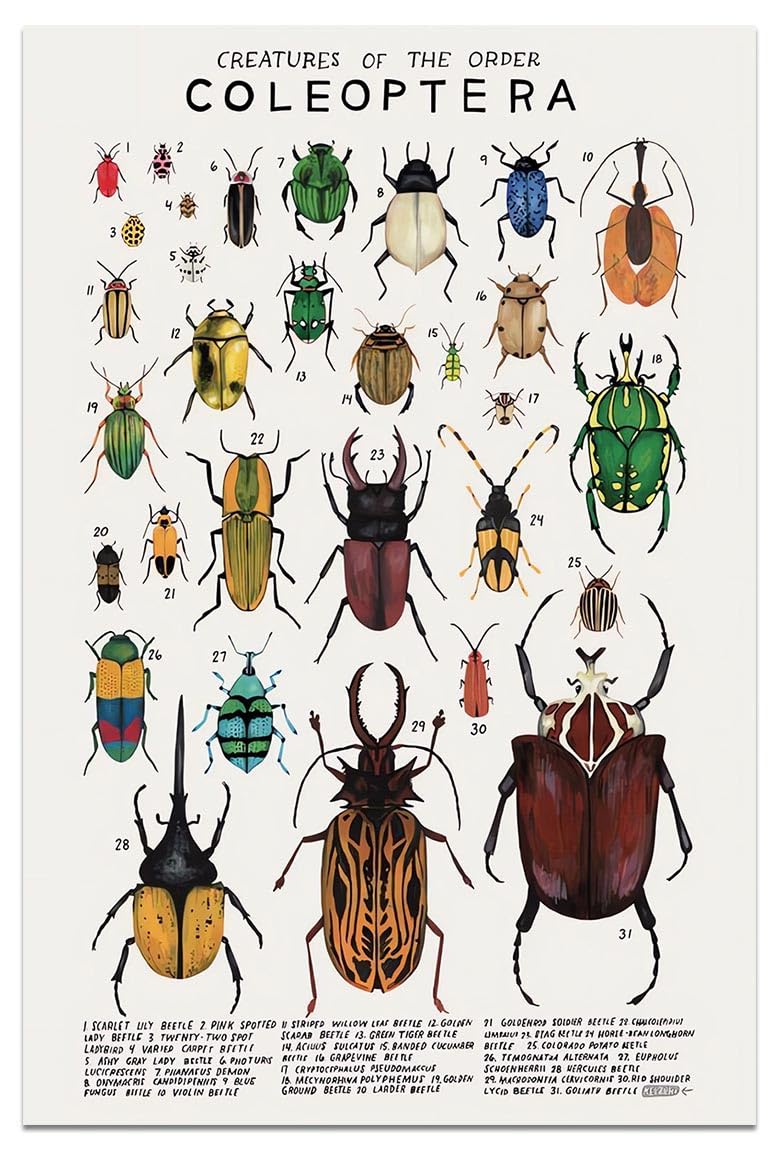 Animals Canvas Chart Poster Wall Art Animals Pictures Coleoptera Guide Poster Insect Beetle Knowledge Prints Cool Room Aesthetic for Home Classroom Office Bathroom Wall Decor, 12x18in Frameless