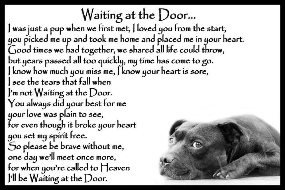Staffordshire Bull Terrier Staffy Bereavement pet Dog Loss Sympathy Memorial - Waiting at The Door