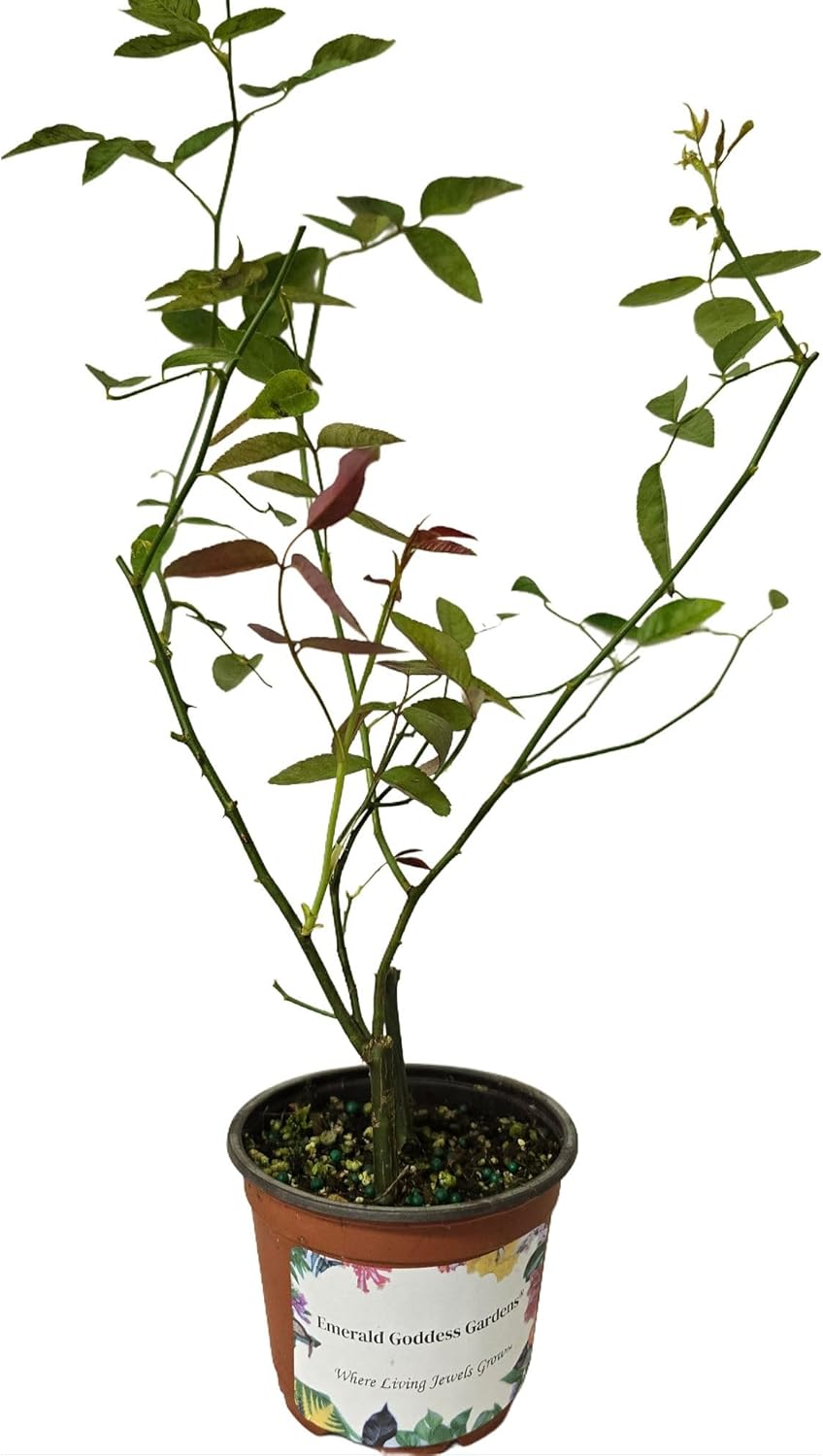 Mutabilis Butterfly Rose Bush - Heirloom Antique Rosa Hybrid - Live Plant - Perpetual Fragrant Single Pink, Yellow Flower - Emerald Goddess Gardens - Starter Sz 4 Inch Pot