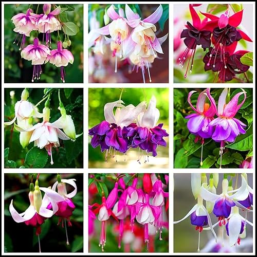 100 piezas de semillas de flores moradas y rosas fucsias plantas perennes para el hogar