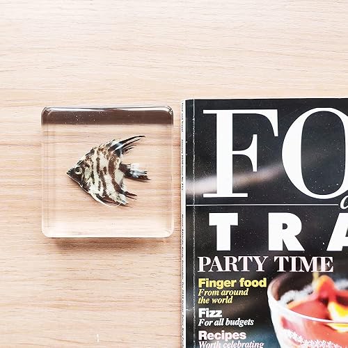 Miniatura 9 de Especímenes reales de pez ángel en manualidades de pisapapeles de resina, colección de taxidermia de animales para educación científica y adorno de