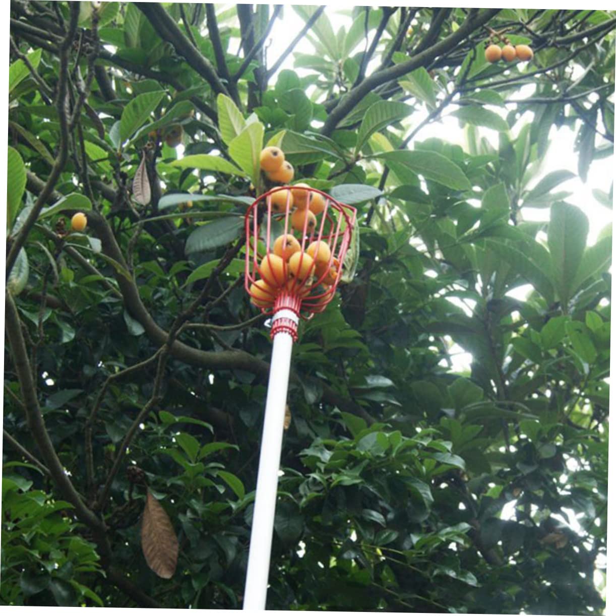 BESPORTBLE 2pezzi Dispositivo per Raccolta della Frutta Raccoglitore di Frutta che Fa Risparmiare Lavoro Materiale di Durevole per Uso Prolungato Adatto per Pesche Mango e Altri Frutti