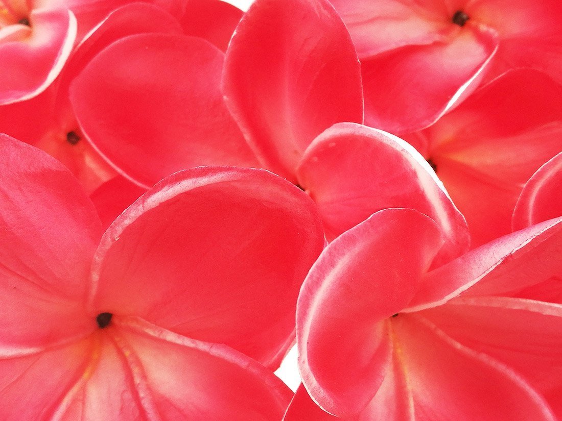 Winterworm 10 Stems Real Touch Artificial Hawaiian Lei Faux Ivory Plumeria Latex Flower Bouquet for Bride Wedding Party Festival Decoration Bouquet (Red) - Image 4