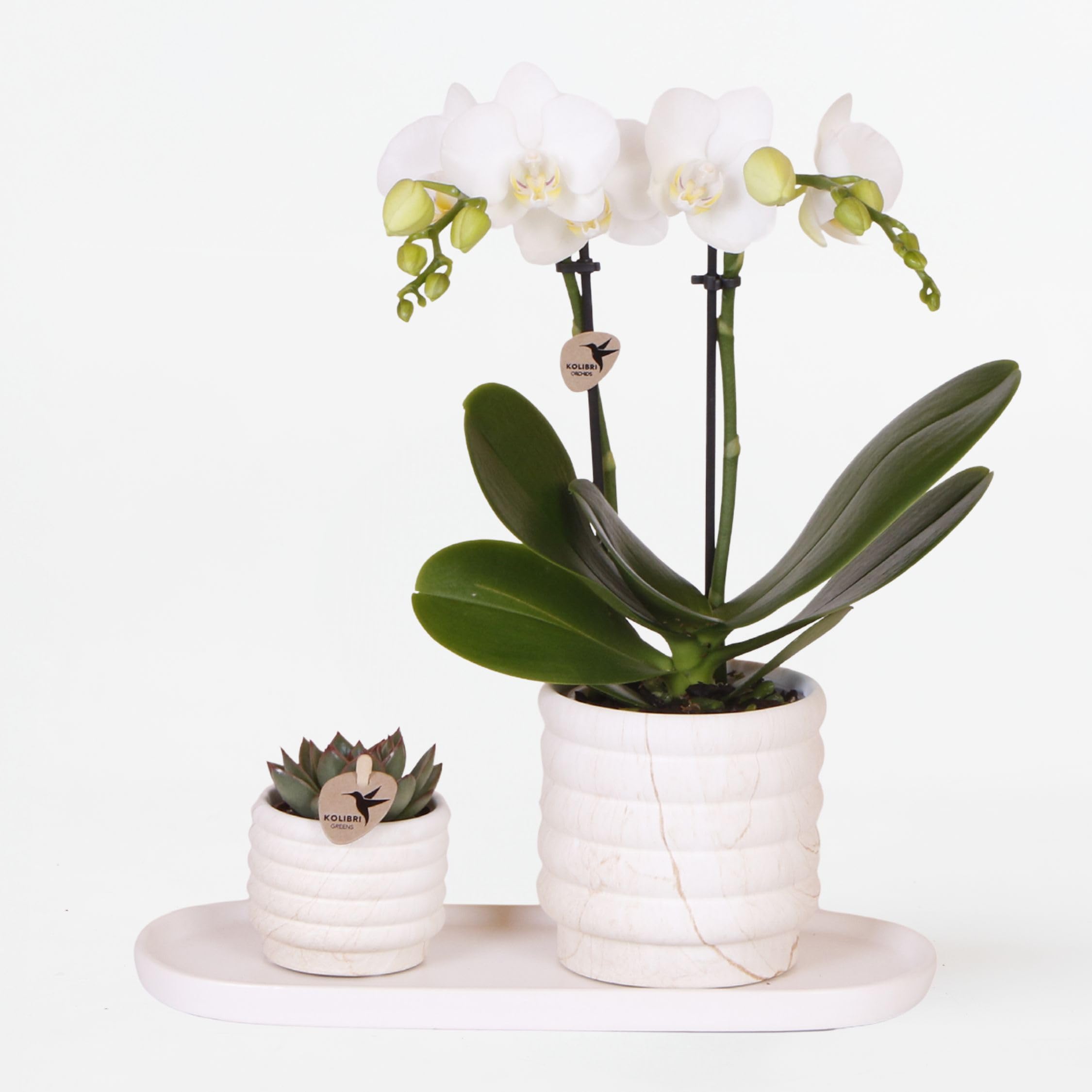 Plant in a Box - Coffret cadeau orchidée 'Marble S' - Phalaenopsis - Hauteur 30cm