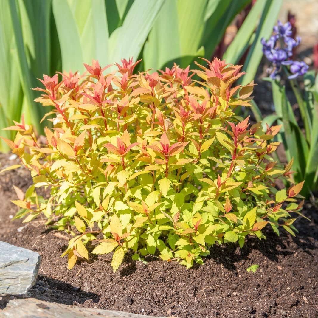 Rainbow Fizz Spirea - 3 gal - Bloomin' Easy - Deciduous Flowering Shrub - Deep Pink Blooms - Multi-Changing Color Foliage - Zones 3-8 - Spiraea Japonica ‘Matgold’ PP28876-3 Gallon Pot